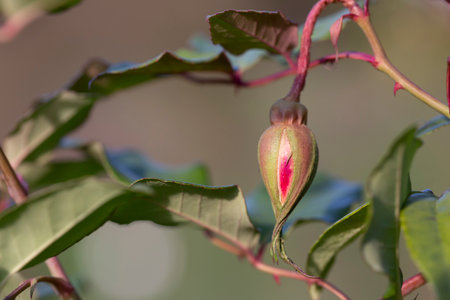 Pink Rosebud in Garden - Close up photograph of a delicate pink rosebud in a garden with a...