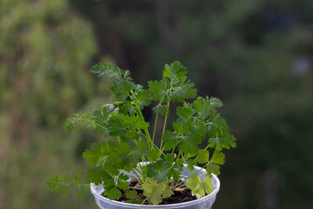Petroselinum crispy in a pot on a blurry green background close-up