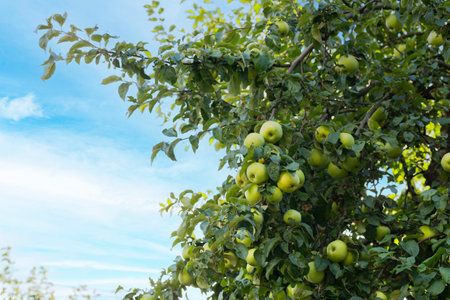 Green apples on a branch ready to be harvested, outdoorsの写真素材