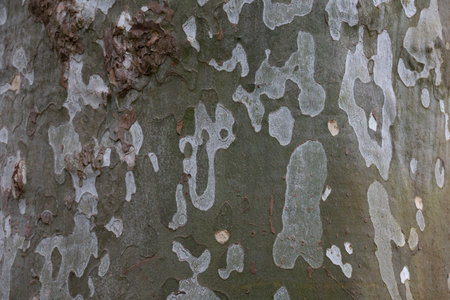 old sycamore tree trunk and hard bark, textrura looks like a camouflage uniform, close up