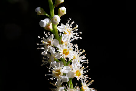 white blossom of Prunus laurocerasus Otto Luyken shrub close up on black backgroundの写真素材