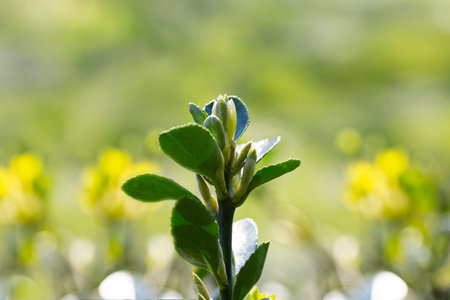 Young sprout in springtime,Closeup. spring green leaves on a bush. A shrub branch on a blurry green background, selective focus.の写真素材