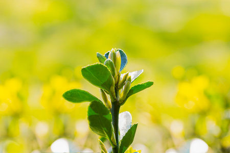 Young sprout in springtime,Closeup. spring green leaves on a bush. A shrub branch on a blurry green background, selective focus.の写真素材