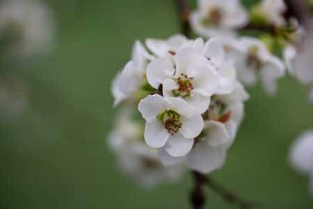 Close up White flowers of Japanese Quince. Floral spring background, selective focusの写真素材