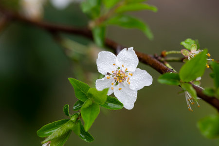 Prunus cerasus flowering tree flower, beautiful white petals tart dwarf cherry flowers in bloom.Garden fruit tree with blossom flowersの写真素材