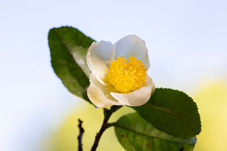 Tea leaf and white flower in tea plantation. Flower of tea on trunk. Beautiful and fresh white tea flowerの写真素材