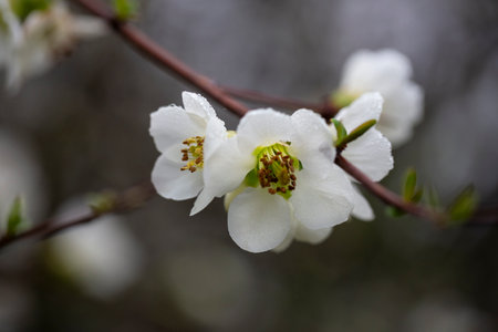 Close up White flowers of Japanese Quince. Floral spring background, selective focusの写真素材