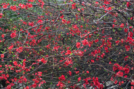 pretty red flowers of a Japanese quince Chaenomeles japonica covered in raindropsの写真素材