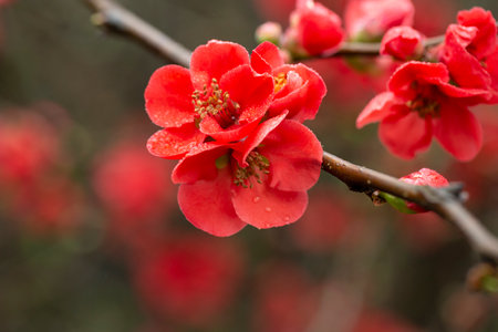 pretty red flowers of a Japanese quince Chaenomeles japonica covered in raindropsの写真素材
