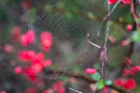 Cobwebs in raindrops in the spring garden - selective focus, copy space