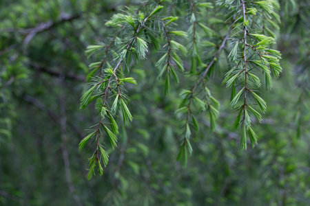 Cedrus deodara, the deodar cedar, Himalayan cedar, or deodar, is a species of cedar native to the Himalayas.の写真素材