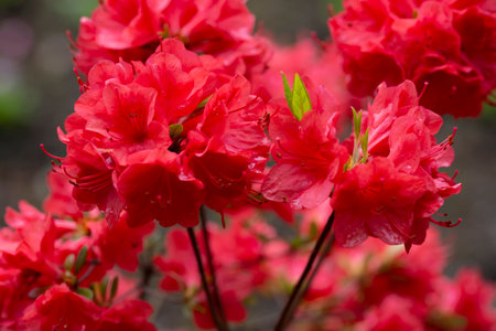 Beautiful red rhododendron flower in the garden. Macro of red azalea flowers with a blurred background, selective focus.の写真素材