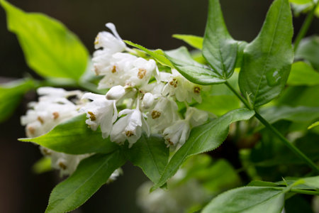 A closeup shot of bell-shaped, fragrant buds and flowers of the Staphylea Pinnata amid green leaves