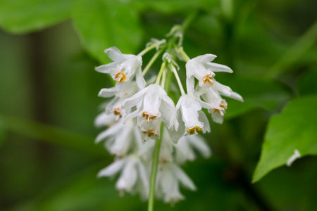 A closeup shot of bell-shaped, fragrant buds and flowers of the Staphylea Pinnata amid green leavesの写真素材