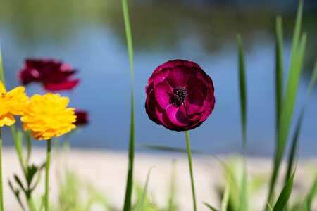 Beautiful purple ranunculus flower in green grass. Purple ranunculus on a green background with sun...