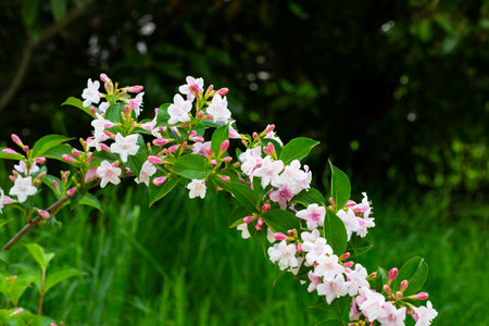 pink Weigela florida flowers Caprifoliaceae in springの写真素材