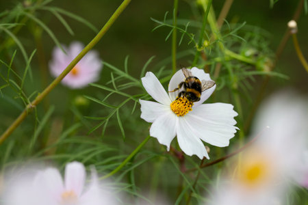 Bumblebee collects nectar on a white cosmos flower. He is followed by a small spider. Macro shot of a bumblebee, selective focus.の写真素材