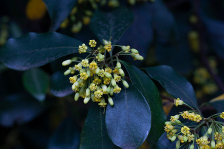 Flowering Pittosporum tobira, family Pittosporaceae, occurs under numerous names including laurel,...