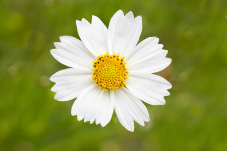 White cosmos flower blossom in grass, summer backgroundの写真素材