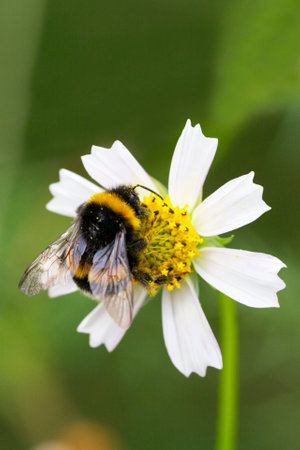 Bumblebee collects nectar on a white cosmos flower. He is followed by a small spider. Macro shot of a bumblebee, selective focus. summer backgroundの写真素材