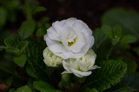 primrose white first flowers of spring, floral backgroundの写真素材