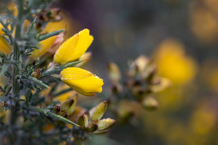 Yellow flowers of Ulex, commonly known as gorse, furze, or whin is genus of flowering plants in the family Fabaceae.の写真素材