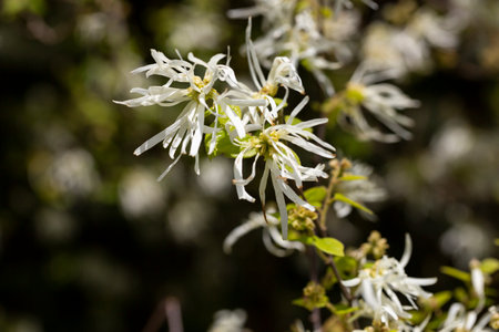 Close-up of the thin white thread-like petals of the Loropetalum chinense selective focusの写真素材