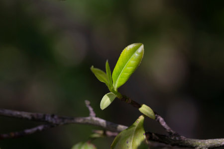 Closeup, Top of Green tea leaf in the morning, tea plantation, blurred background.の写真素材