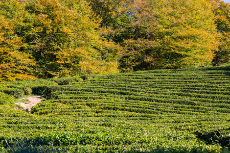 Rows of growing tea on a tea plantation, selective focus, place for textの写真素材