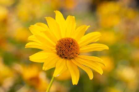 Heliopsis helianthoides, false sunflower, in bloom. A beautiful yellow flower on a yellow blurry background. Floral summer yellow backgroundの写真素材