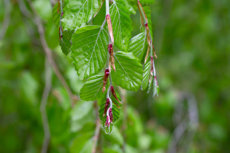 Branches with spring leaves European beech Fagus sylvatica, selective focus. Plant background with...