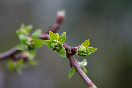 Tree buds in spring. Young large buds on branches against blurred background under the bright sun. Beautiful Fresh Spring Natural background. Sunny day. view close up. Few buds for spring theme.の写真素材