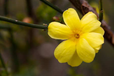 Primrose Jasmine or Jasminum mesnyi, bright yellow flowers, close up. Japanese or Chinese jasmines is woody vine, deciduous shrub, evergreen, flowering plant in the olive family, Oleaceae, Jasmineae.の写真素材