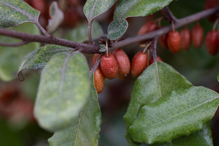 Elaeagnus pungens is a species of flowering plant in the family Elaeagnaceae, known by the common names thorny olive, spiny oleaster and silverthornの写真素材