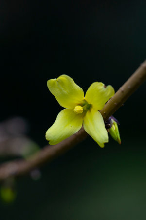 Yellow blooming Forsythia flowers in spring close up.Forsythia intermedia, or border forsythia is an ornamental deciduous shrub of garden origin.の写真素材