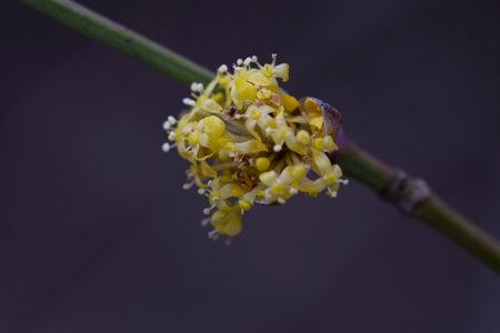 branches with flowers of European Cornel (Cornus mas) in early spring. Cornelian cherry, European cornel or Cornelian cherry dogwood (Cornus mas) flovering. Early spring flowers in natural habitatの写真素材