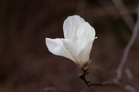 blossoming Magnolia kobus flower close-up in early spring.の写真素材