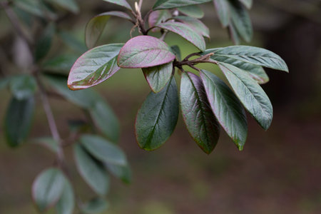 Purple-green leaves of Cotoneaster rugosus close-up on a branch in the garden, selective focus.