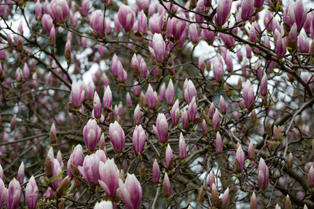 Sulange magnolia Black tulip close-up on a tree branch spring backgroundの写真素材
