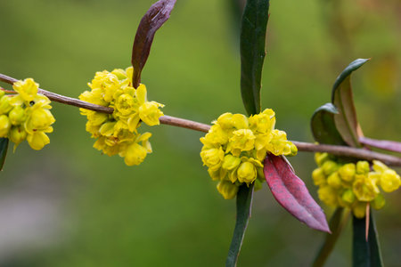 European Barberry (Berberis vulgaris) in garden.Yellow flowers and buds cluster on blooming Common or European Barberry, Berberis Vulgaris.の写真素材