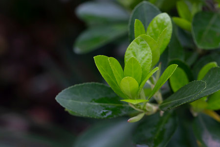 euonymus japonicus or Japanese euonymus green shrub plant background in spring, fresh young leaves selective focusの写真素材