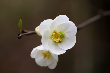 White flowers of Japanese Quince. Floral spring backgroundの写真素材