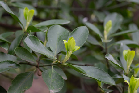 euonymus japonicus or Japanese euonymus green shrub plant background in spring, fresh young leaves selective focusの写真素材