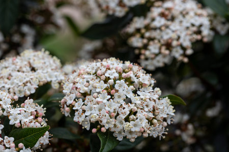Viburnum, scientific name Viburnum carlesii, a shrub with white flowers that bloom in spring with a far-reaching and seductive fragrance like a perfumeの写真素材