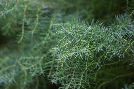 Japanese red cedar or Cryptomeria japonica selective focus