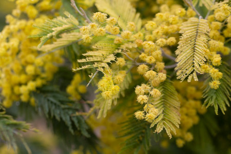 yellow splendid mimosa on tree close-up, selective focus. spring flower background of white acacia flowersの写真素材