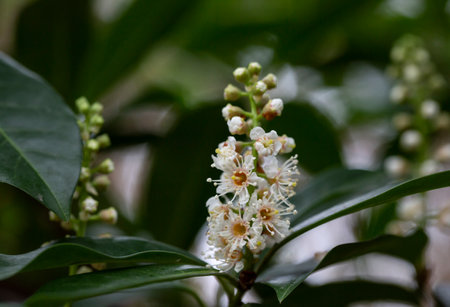 Beautiful blooming cherry laurel in sunny April in the gardenの写真素材