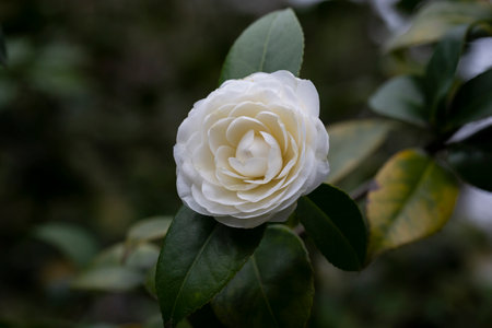 White camellia flowers in the garden close up, selective focusの写真素材