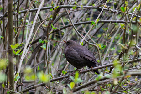 Beautiful blackbird (Turdus merula) sitting and sings on the branch in springの写真素材