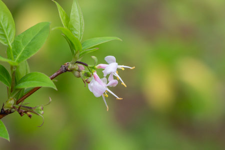 macro closeup beautiful white yellow blooming Lonicera fragrantissima, winter honeysuckle sweet breath spring January, jasmine flower branch a climbing plant with leaves against green garden background.の写真素材